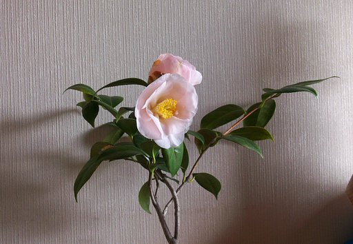椿