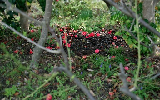 【おだやかに・・・春】落花