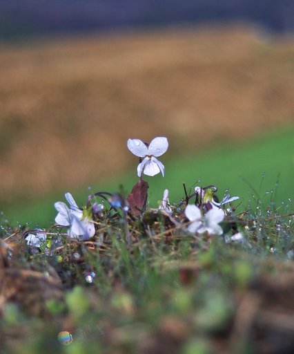 スミレの霜が解け始めて
