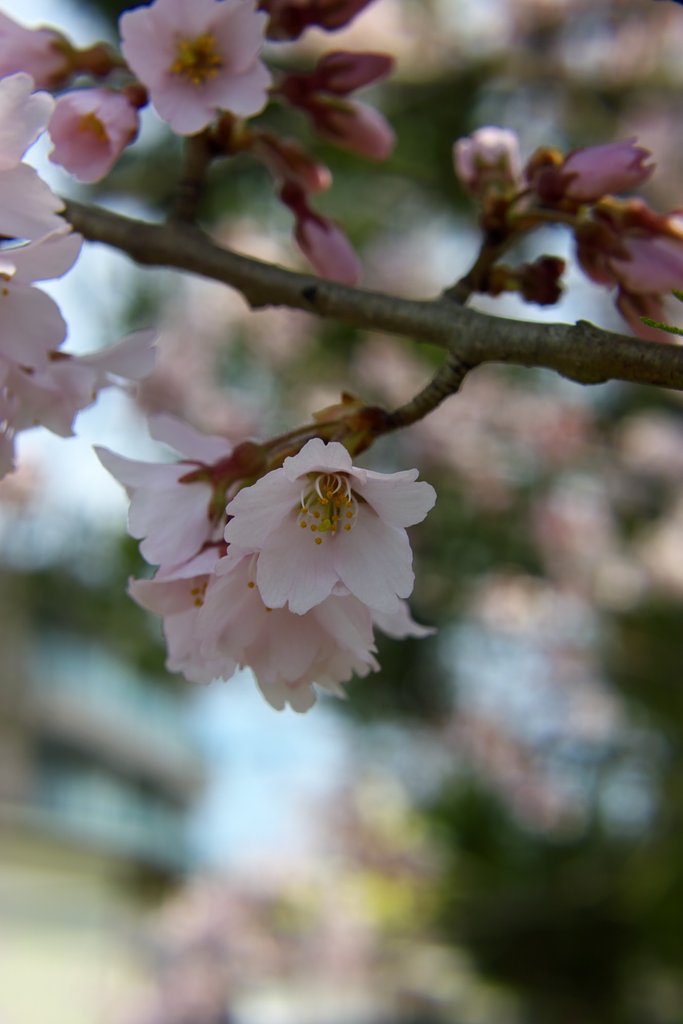 春爛漫