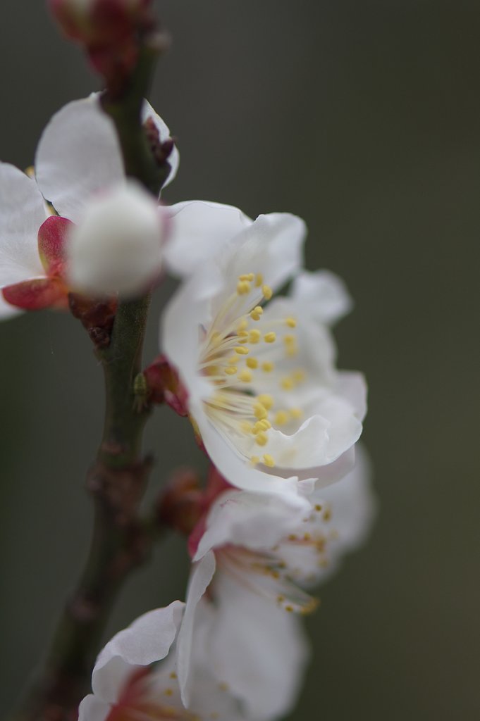 それでも花は咲く