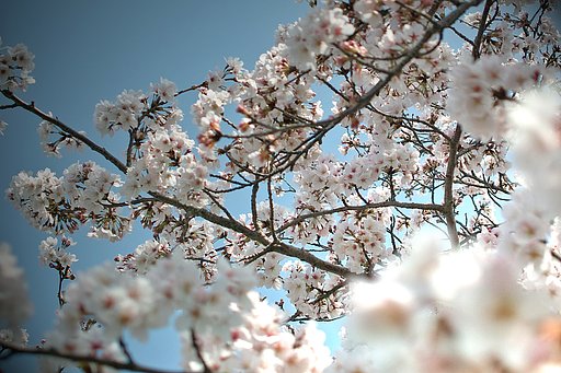 【おだやかに・・・春】さくら