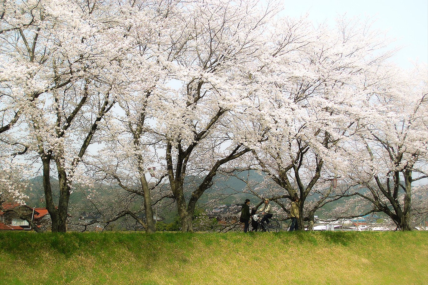 【おだやかに・・・・春】サクラ土手