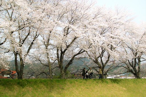 【おだやかに・・・・春】サクラ土手