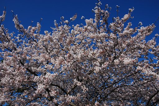 さくら満開③