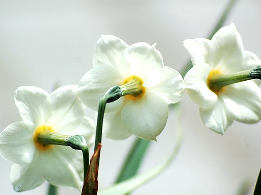 【この色　好き！】春の花＃１９