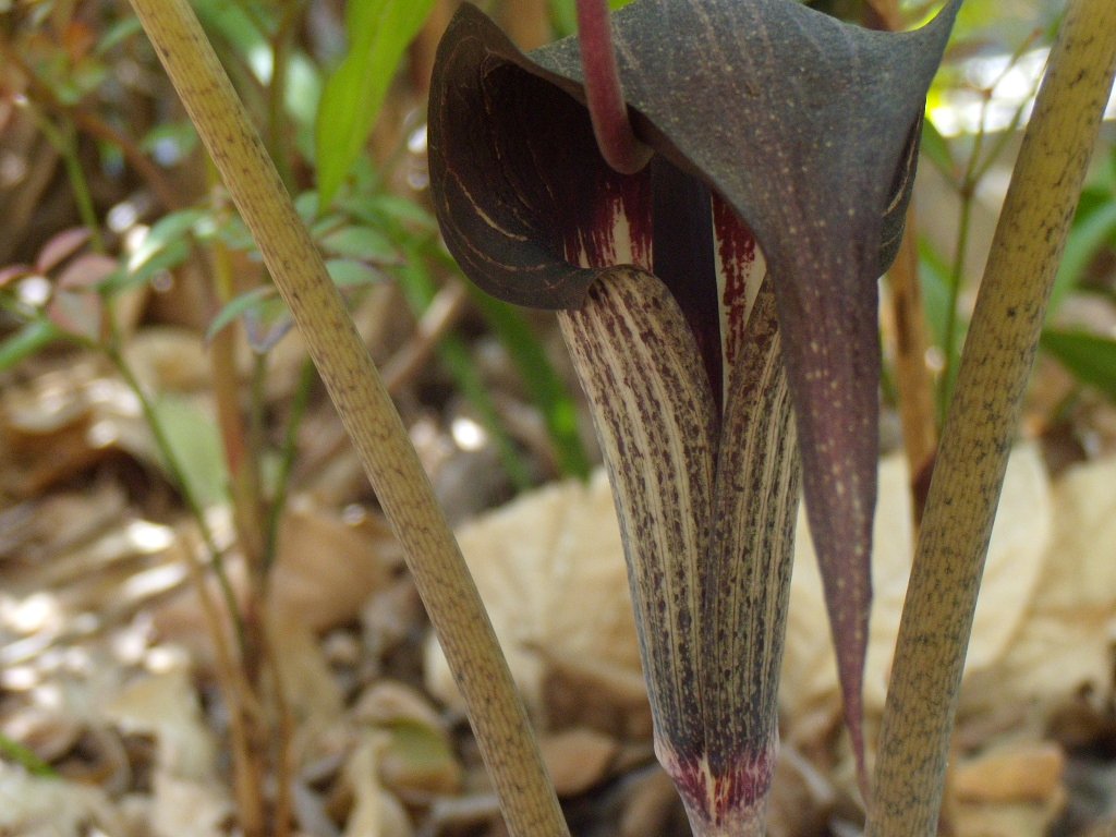 デジカメ初心者　花を撮る６