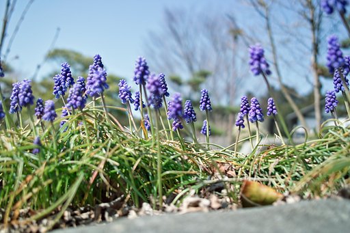 【おだやかに・・・春】石垣の上のムスカリ