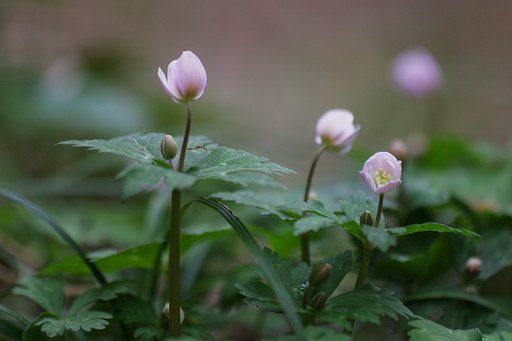 渓谷にて：ニリンソウ