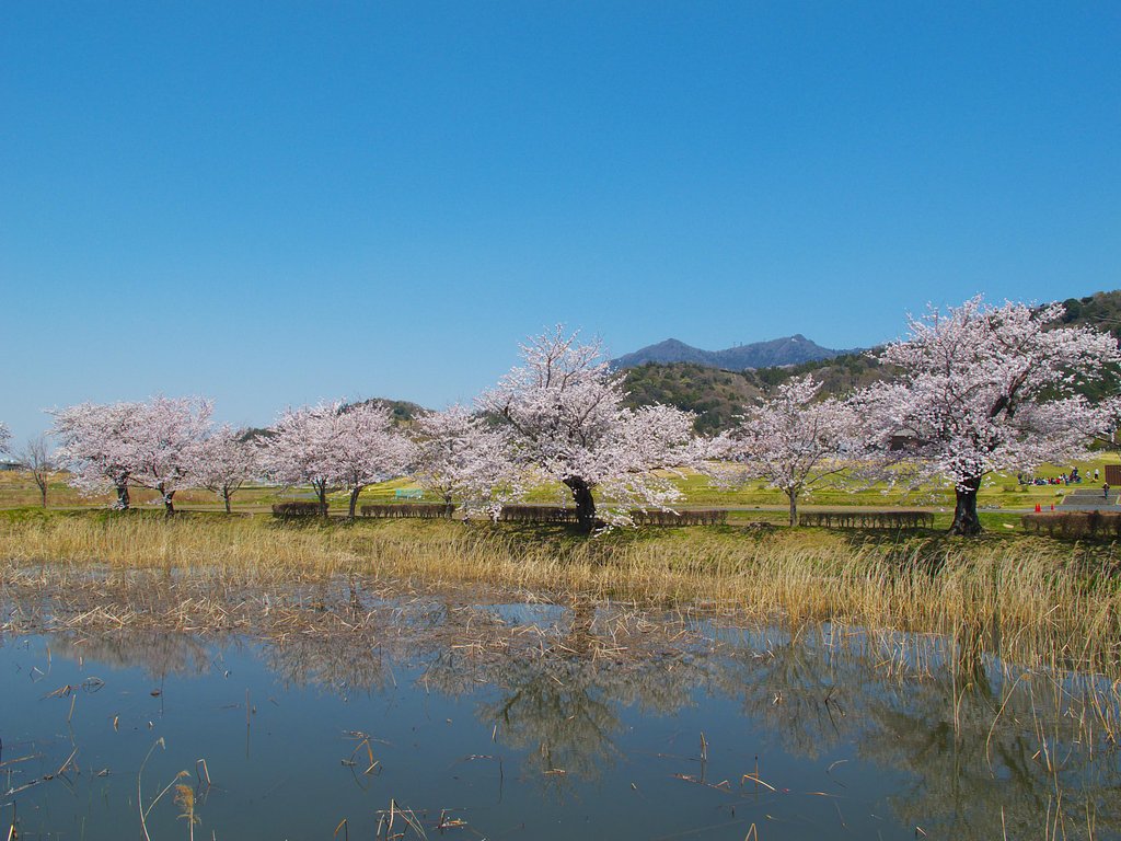 櫻と我が山・・・