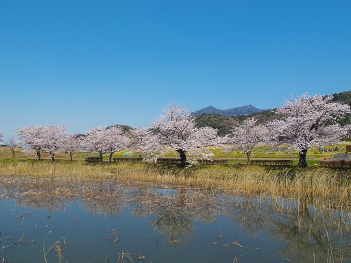 櫻と我が山・・・