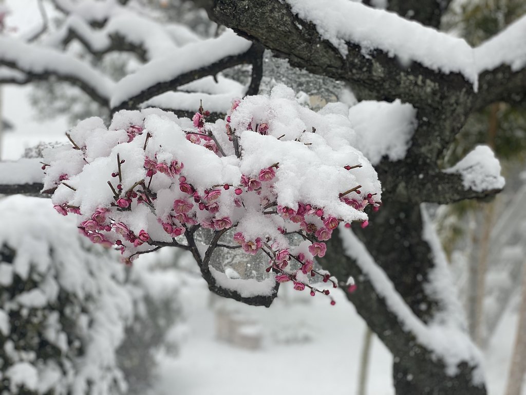 元気な紅梅