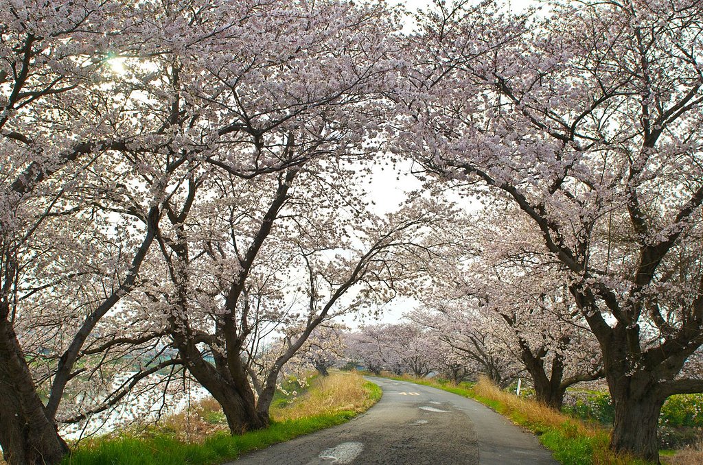 通勤路・・・