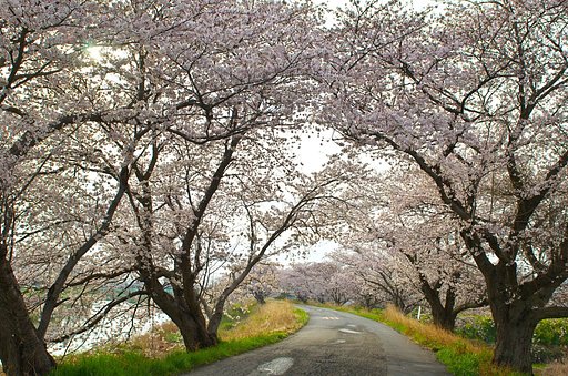 通勤路・・・