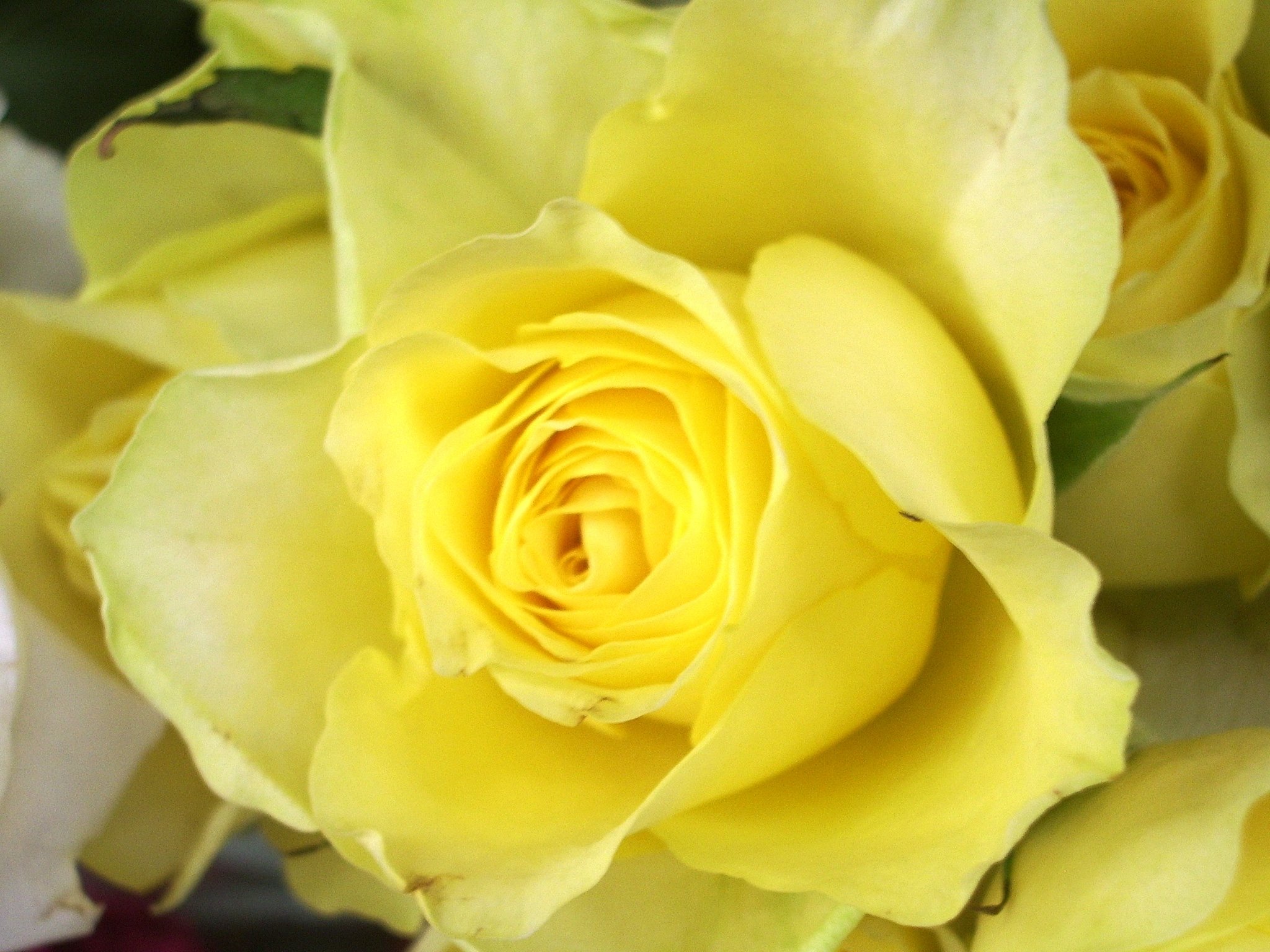 薔薇２５