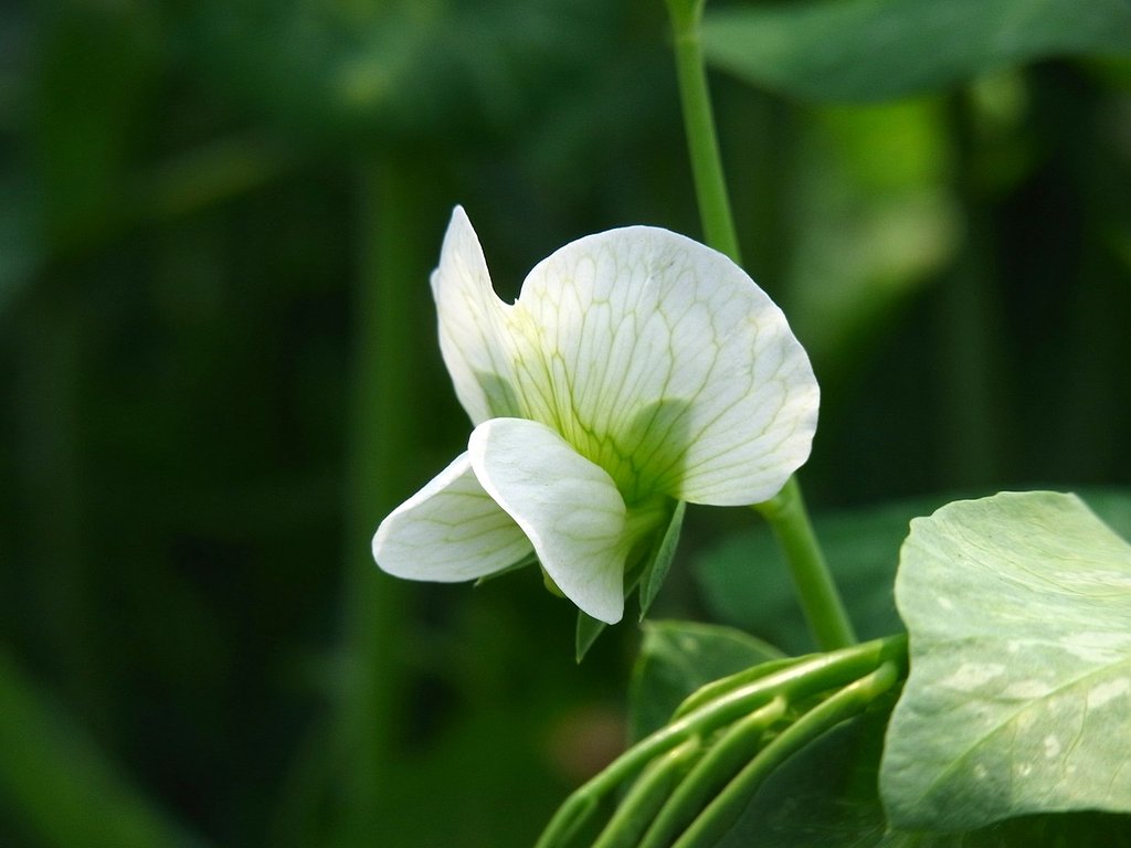 こちらも野菜の花