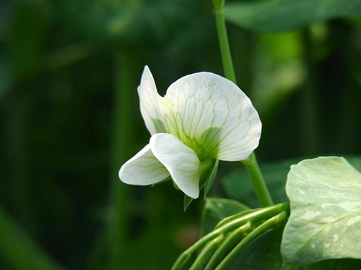こちらも野菜の花