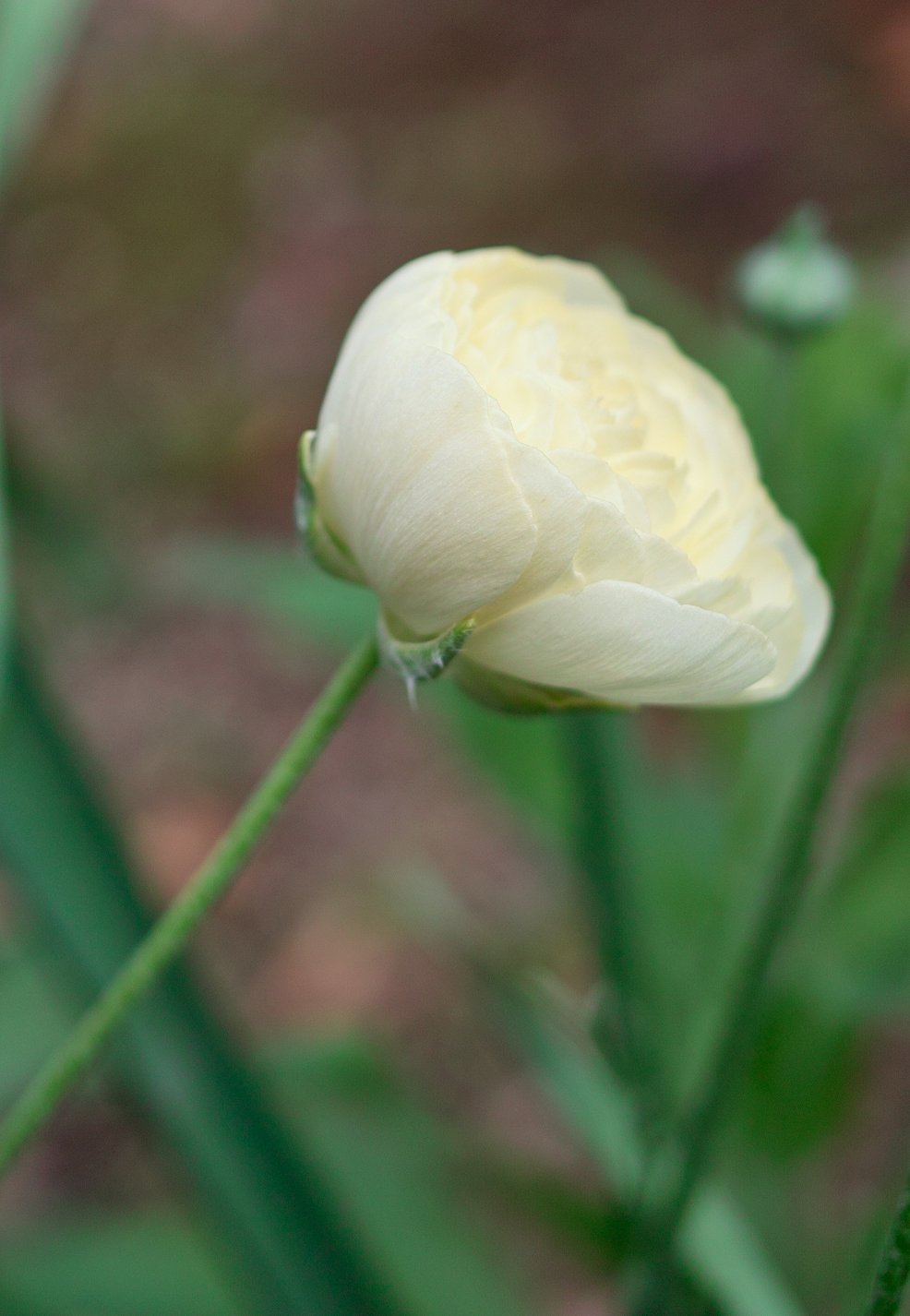 【質】 a flower