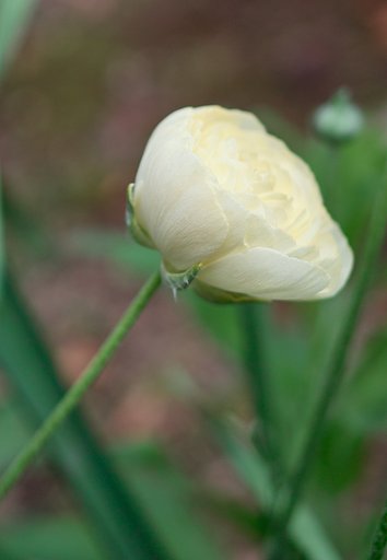 【質】 a flower