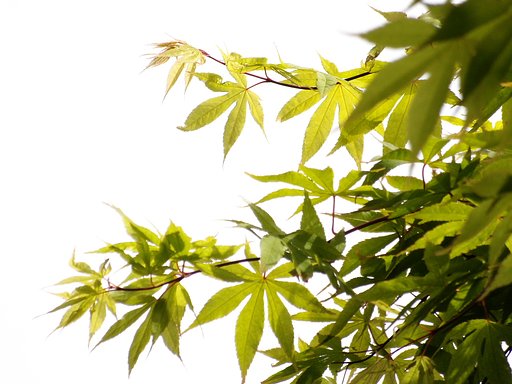 新緑の季節