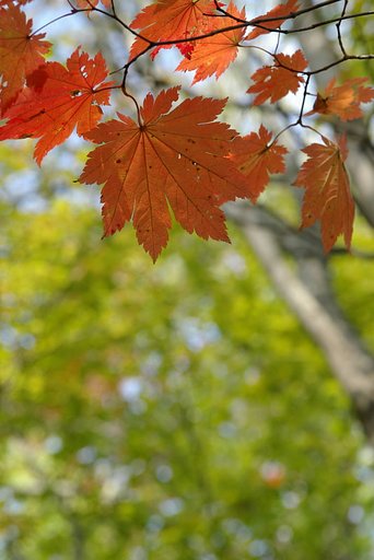 明るいハウチワカエデの紅葉
