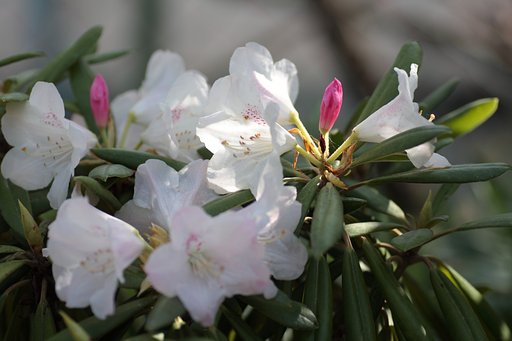石楠花