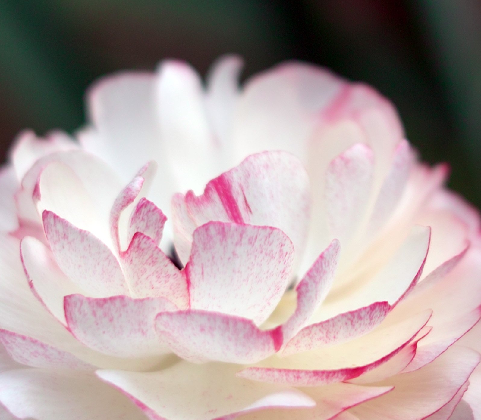 【質】　花