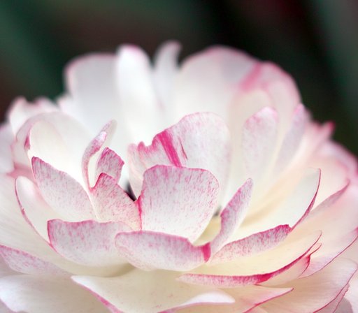 【質】　花