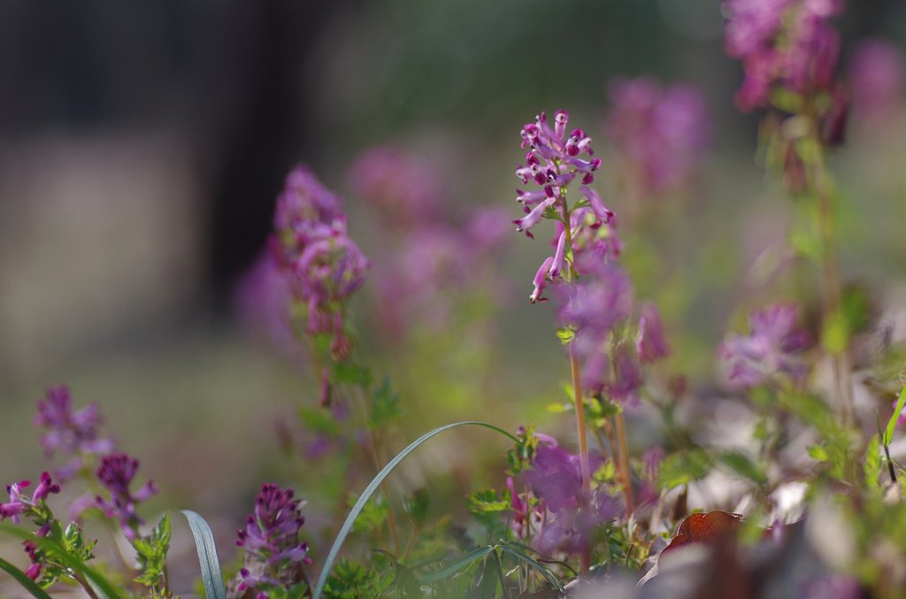 紫華曼が咲く森