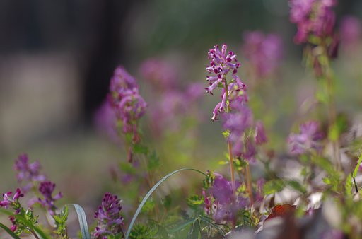 紫華曼が咲く森