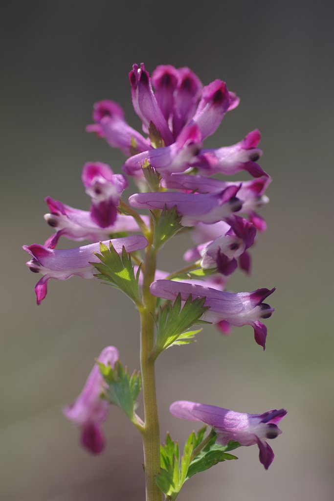 紫華曼