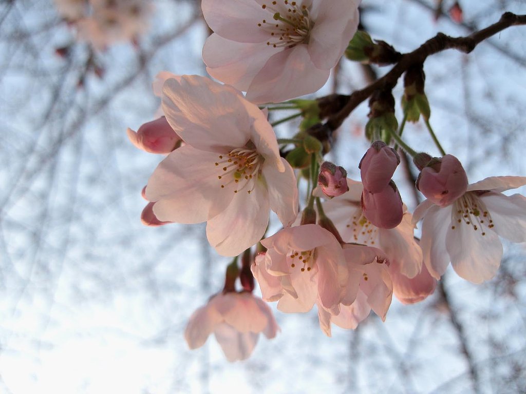 桜花起る朝