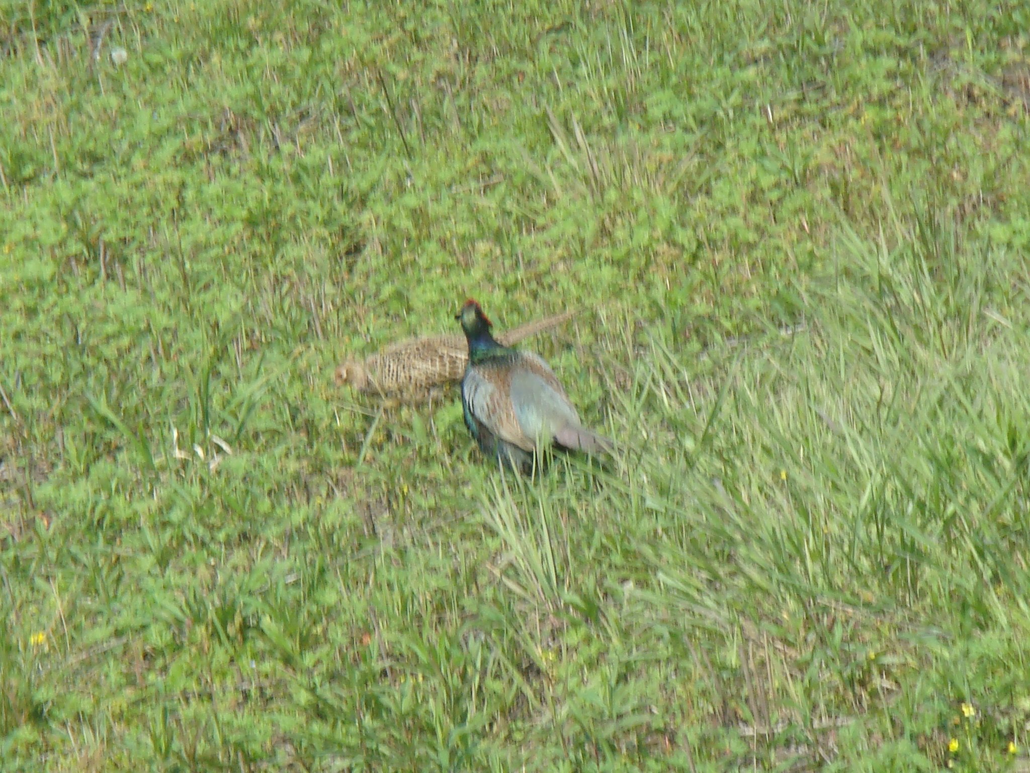 夫婦