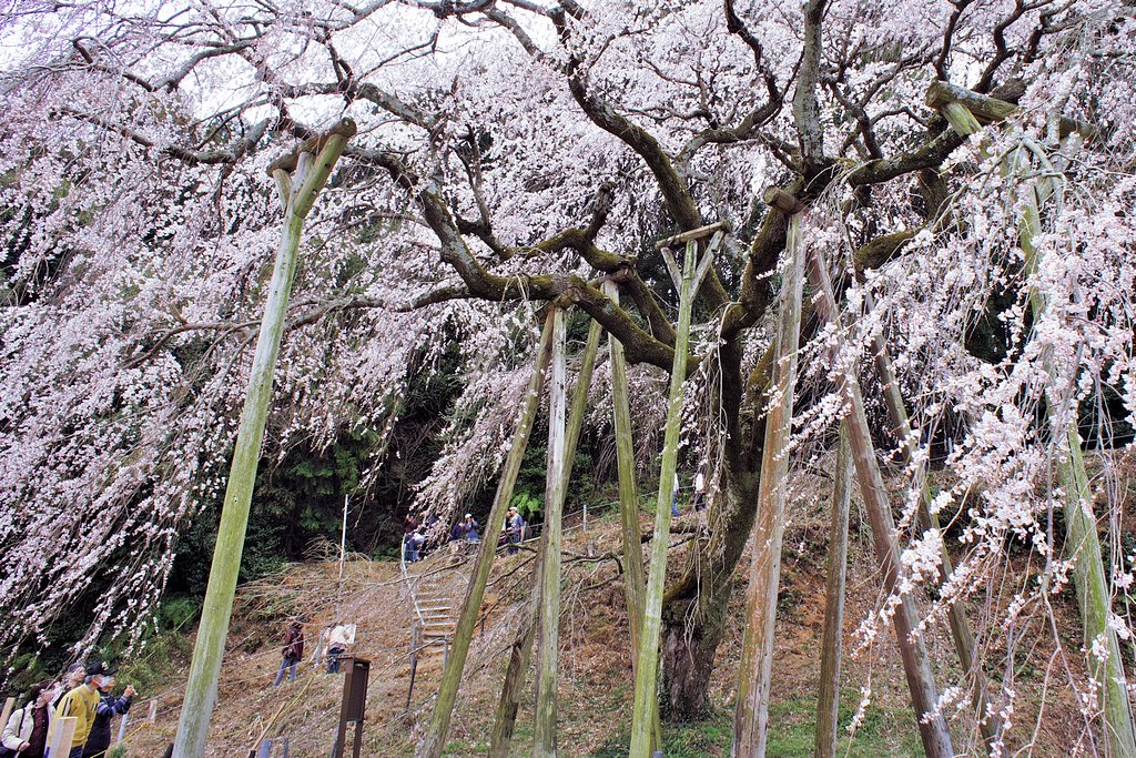しだれ桜散策