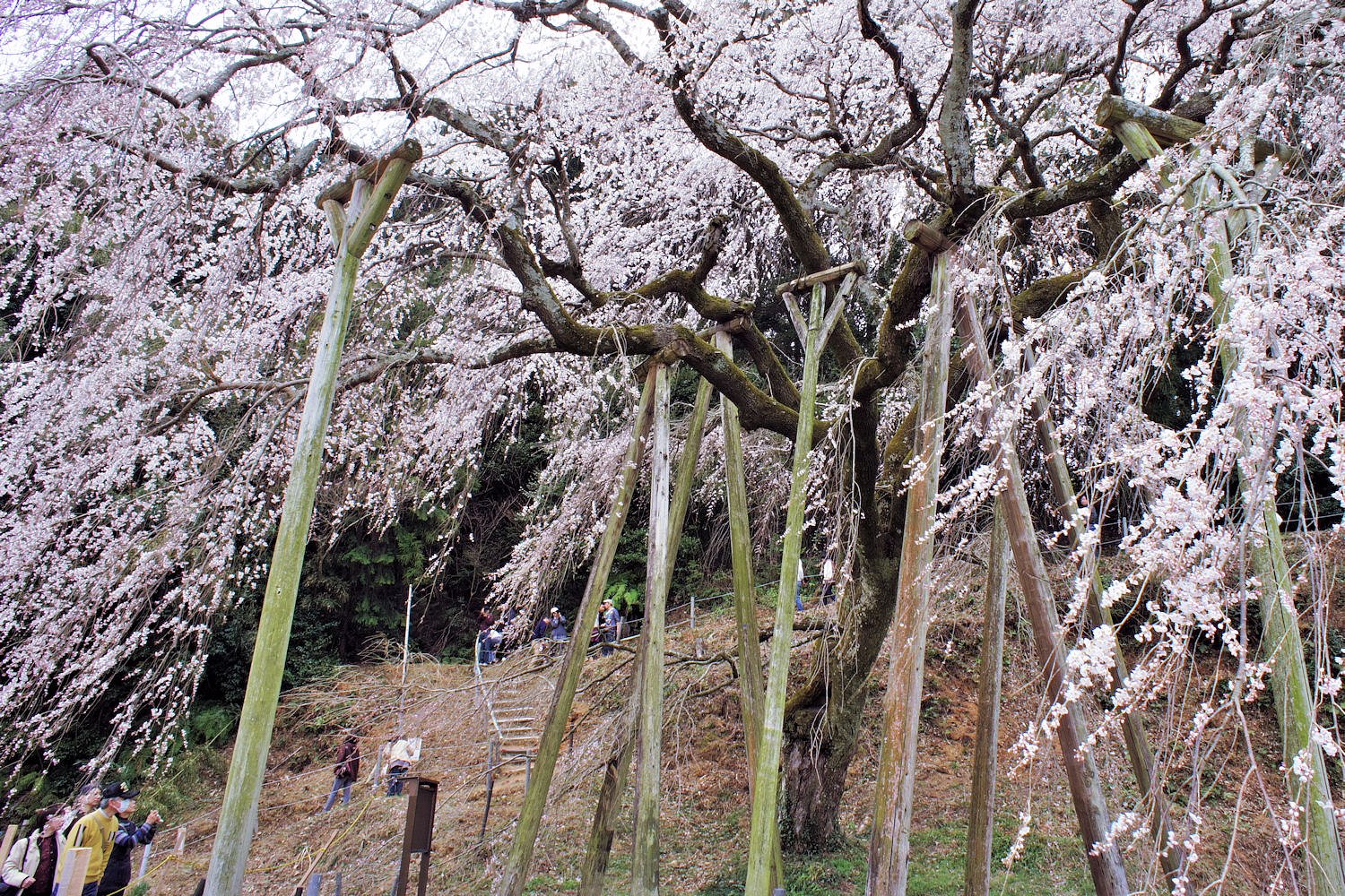 しだれ桜散策