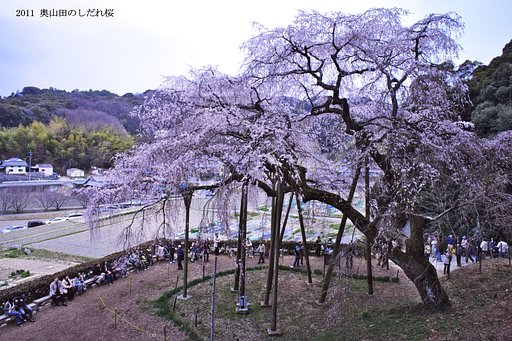 【おだやかに・・・春】奥山田のしだれ桜あそび