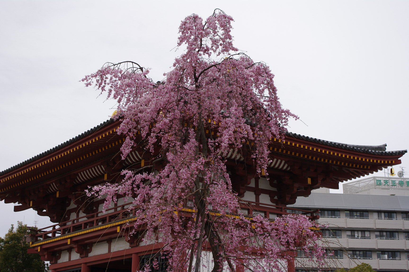 枝垂れ桜