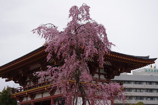枝垂れ桜