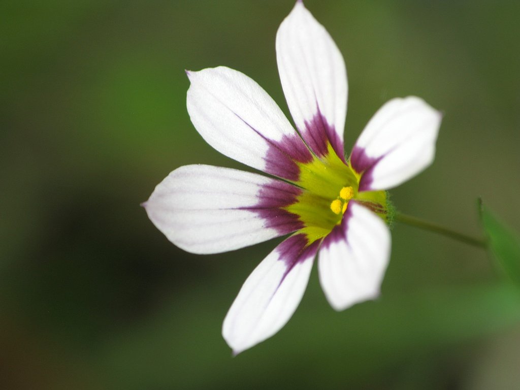 庭石菖