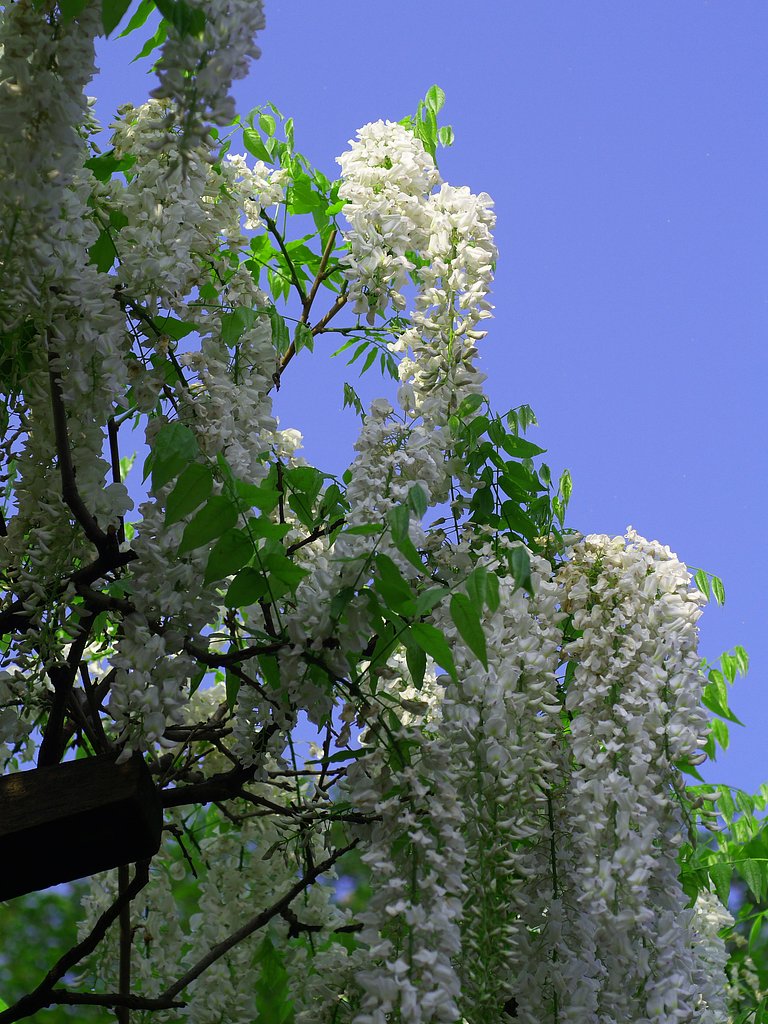 今日はコダックブルー