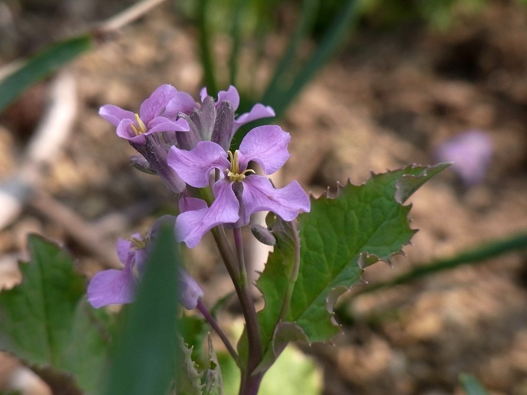 紫花菜