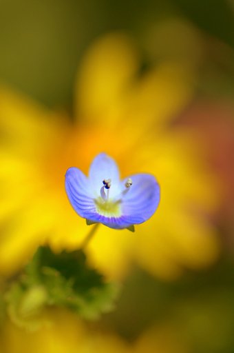 【おだやかに・・・春】あぜ道の野草