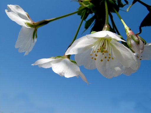 おだやかに・・・・・春