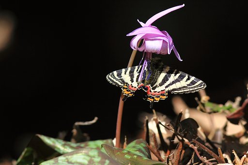 ギフチョウ　2011−Ⅱ