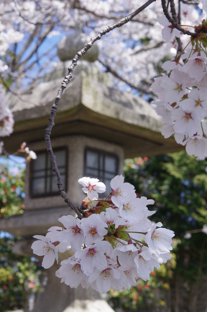 今頃さくらの写真です