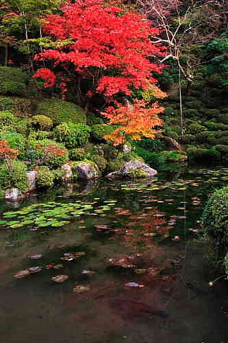 紅葉３