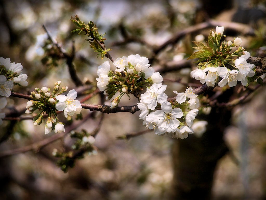 佐藤錦の花