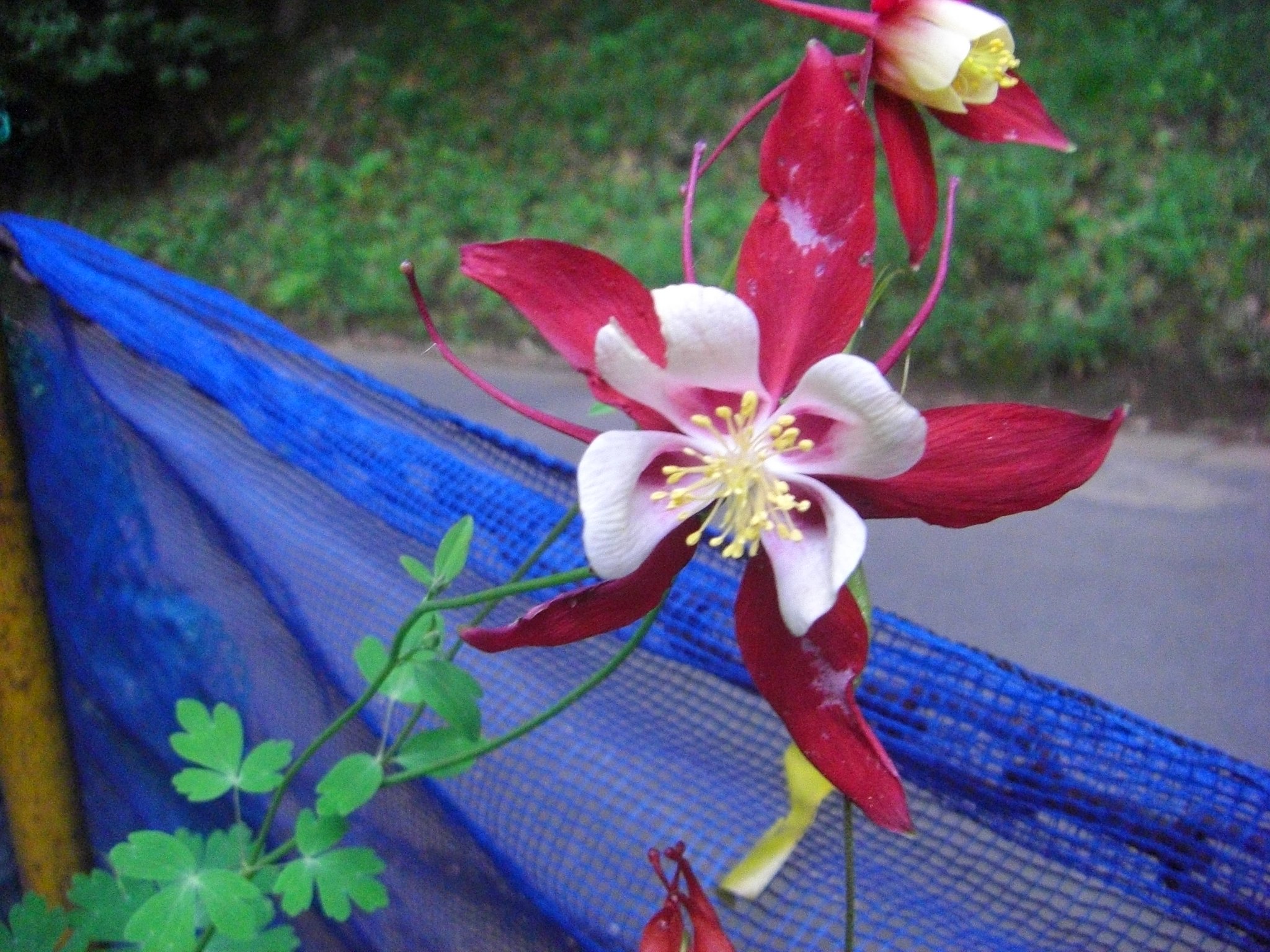 この花「ユキノシタ」ちゃいマンネン！