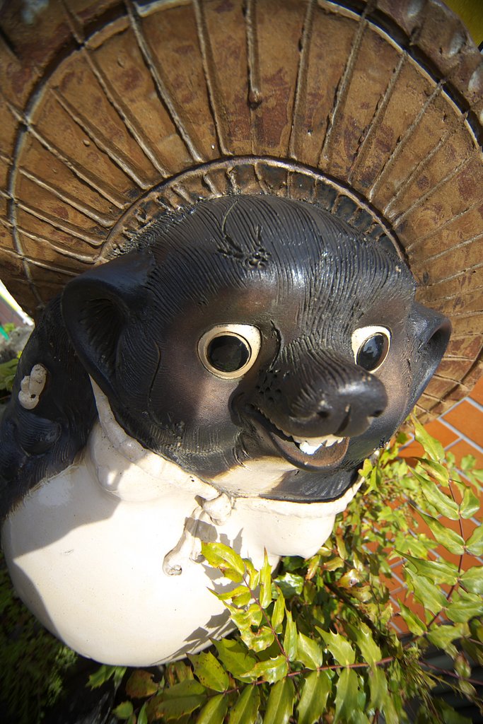 狸に化かされて