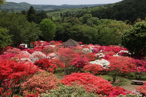 笠間つつじ祭り